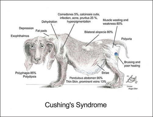 De ziekte van cushing | Inwendige ziekten | Dierenkliniek Ommen